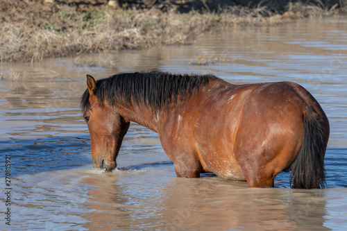 Wild Horse at a Waterhole in the Utah Desert