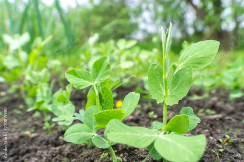Young pea (Pisum) sprouts in a sunny vegetable garden
