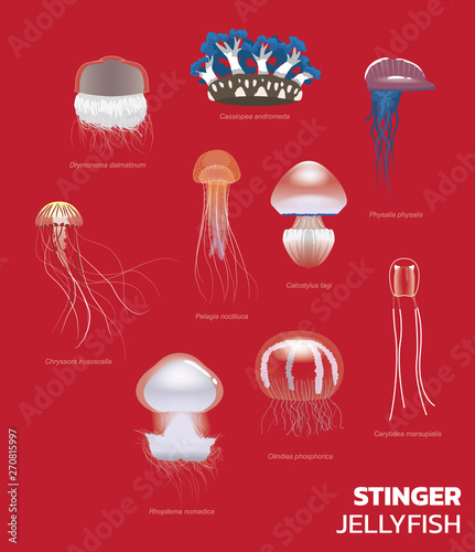 Various Stinger Jellyfish Set Vector