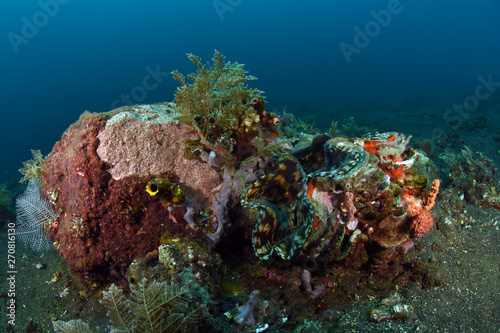 Fototapeta Naklejka Na Ścianę i Meble -  Amazing underwater world - big hard, soft corals. Blue clear sea water. Underwater background. Tropical seas. 