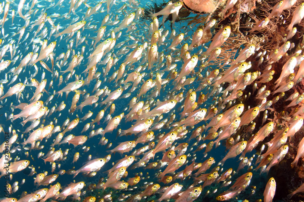 A big school of small glass fish. Underwater world, wide angle photography. Tulamben, Bali, Indonesia. A big school of small glass fish. Underwater world, wide angle photography. Tulamben, Bali, Indonesia.