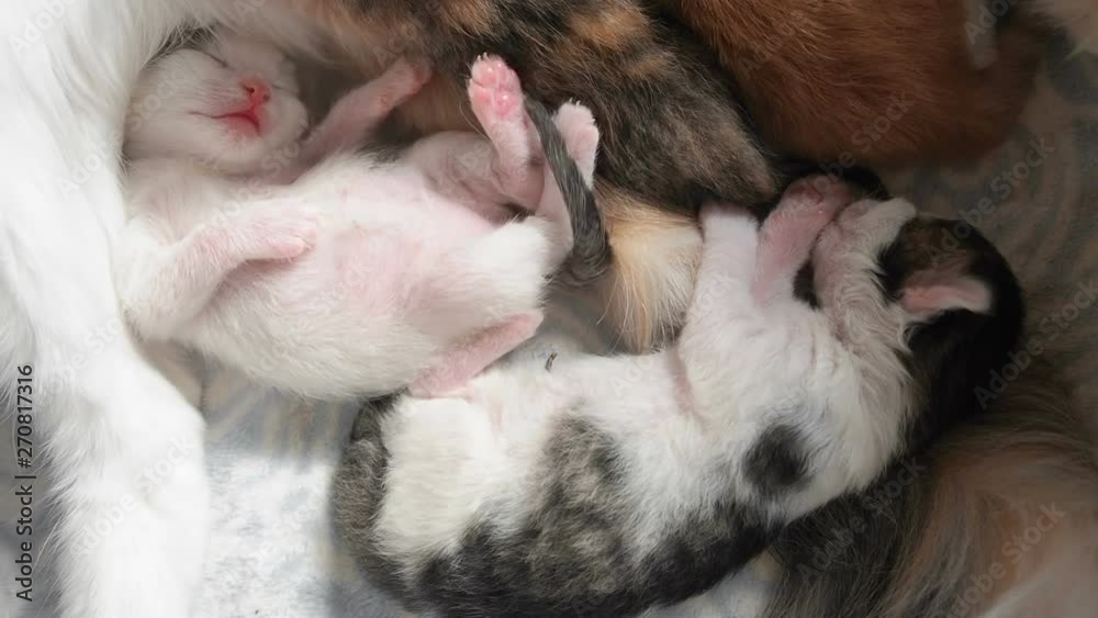 The white baby kittens sleeps pulling paws in a dream having put the head on a warm tummy and having put out tongue after drinking milk near mother The white baby kittens sleeps pulling paws in a dream having put the head on a warm tummy and having put out tongue after drinking milk near mother