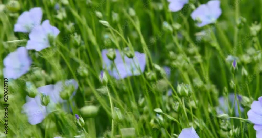 beautiful view of a field of flax in bloom beautiful view of a field of flax in bloom