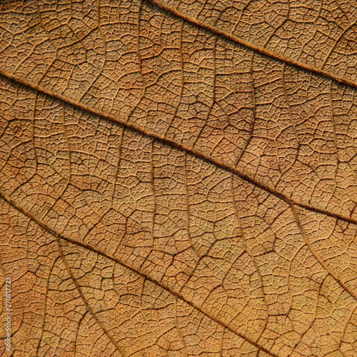 dry brown leaf texture ( Bastard teak,Bengal kino,Kino tree,Flame of the forest )