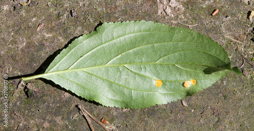 Aecia of Barley crown rust (Puccinia coronata) on green leaf of Rhamnus cathartica or Purging buckthorn, May, Belarus photo