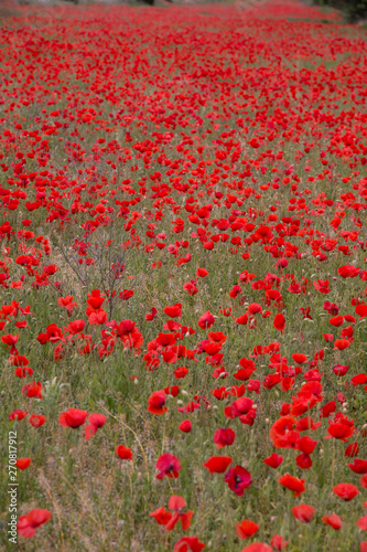 field of flowers poppies of red color