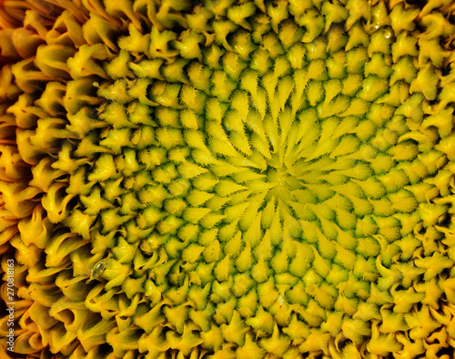 closeup pollen of sunflower