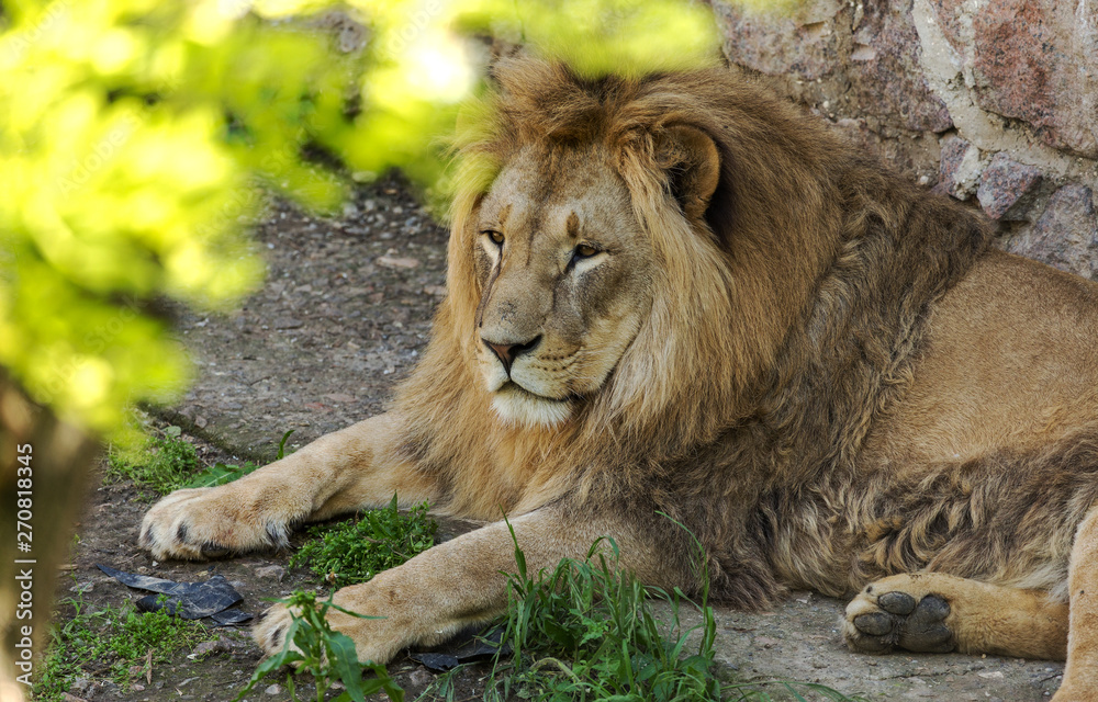 Big African lion lies in the zoo aviary. Lion sunbathing and posing for the audience at the zoo Big African lion lies in the zoo aviary. Lion sunbathing and posing for the audience at the zoo