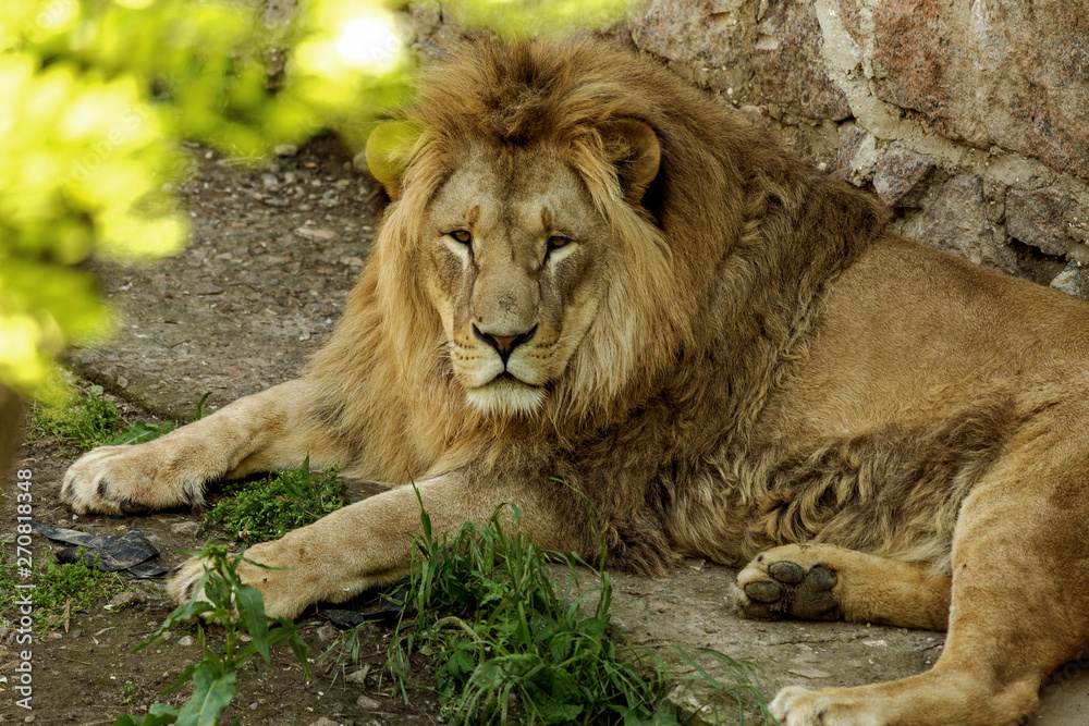 Big African lion lies in the zoo aviary. Lion sunbathing and posing for the audience at the zoo Big African lion lies in the zoo aviary. Lion sunbathing and posing for the audience at the zoo