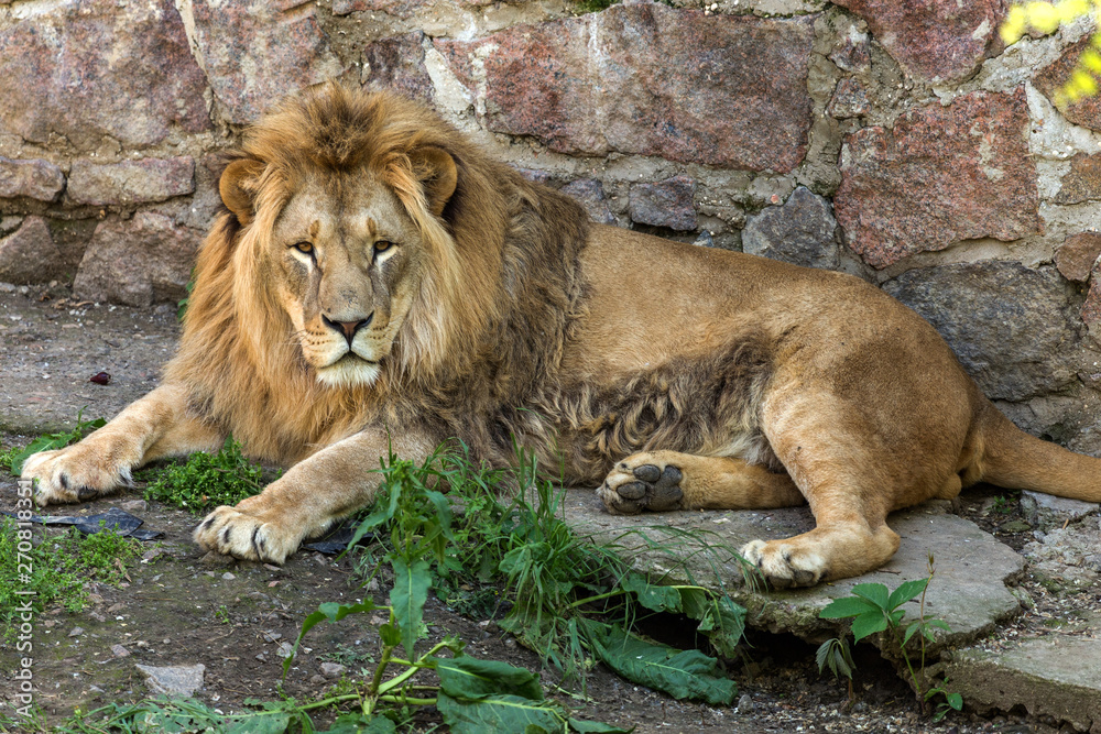 Big African lion lies in the zoo aviary. Lion sunbathing and posing for the audience at the zoo Big African lion lies in the zoo aviary. Lion sunbathing and posing for the audience at the zoo