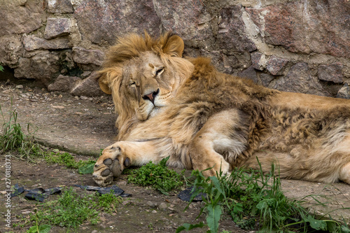 Big African lion lies in the zoo aviary. Lion sunbathing and posing for the audience at the zoo