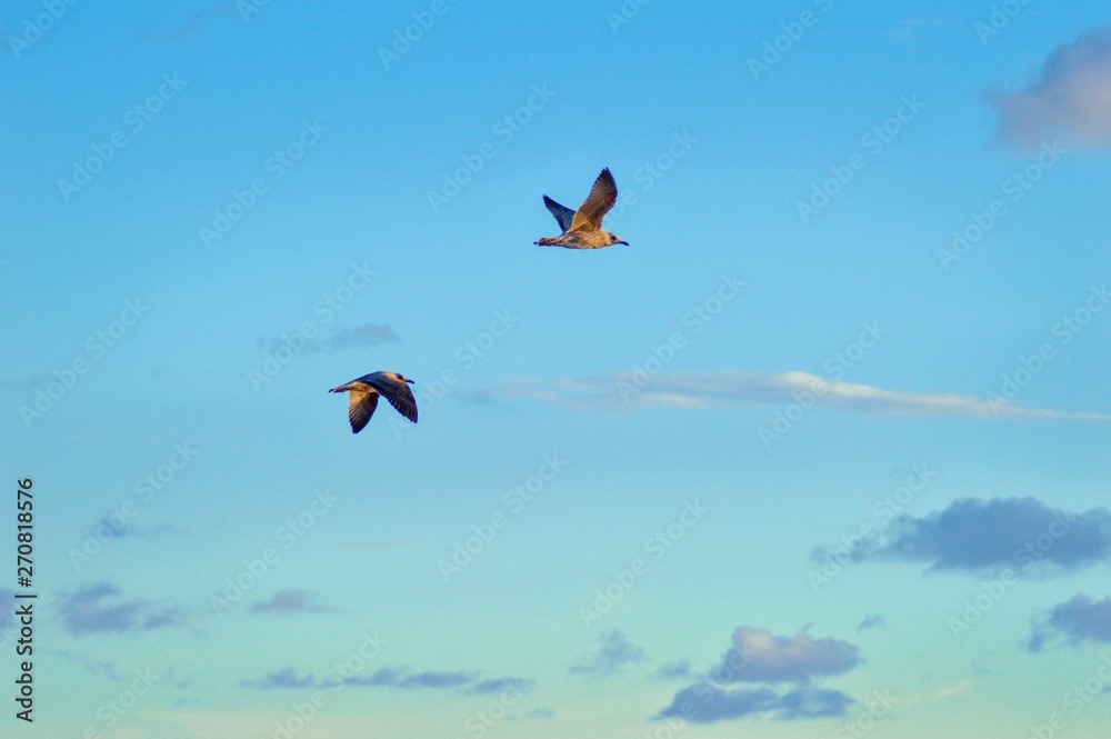 Fototapeta premium Birds
