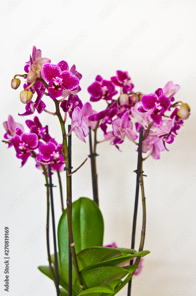 Naklejka premium Purple orchid in white pot isolated on white background