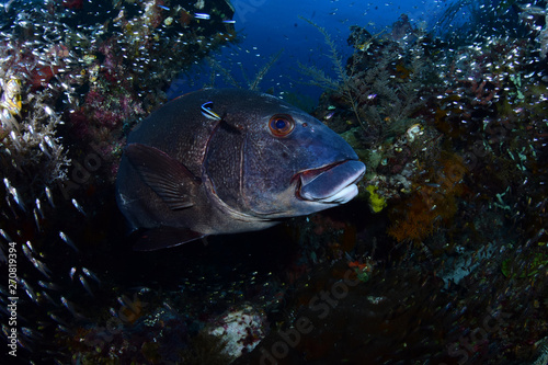 Harlequin Sweetlips fish (Plectorhinchus chaetodonoides). Amazing underwater world - Raja Ampat, Papua Indonesia. Wide angle photography. photo