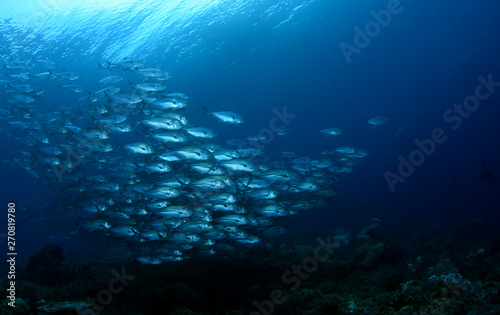 Amazing underwater world - Bigeye Trevally  Caranx sexfasciatus . A big school of fish. Diving  wide angle photography. Raja Ampat  Indonesia.