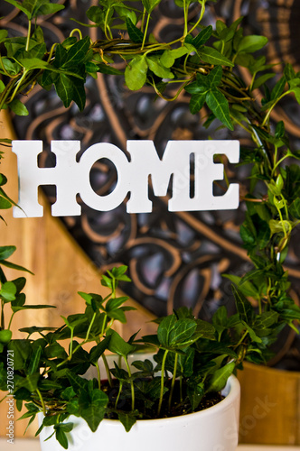 Home plant decoration with wooden rustic background