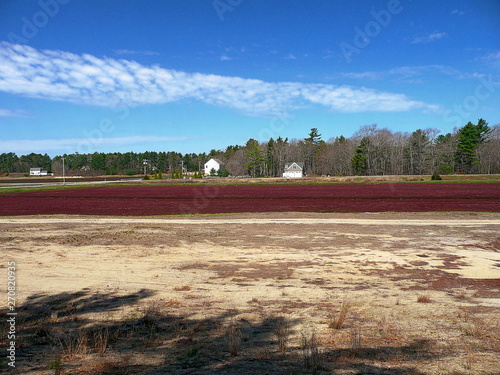 Photography Cranberry Bog