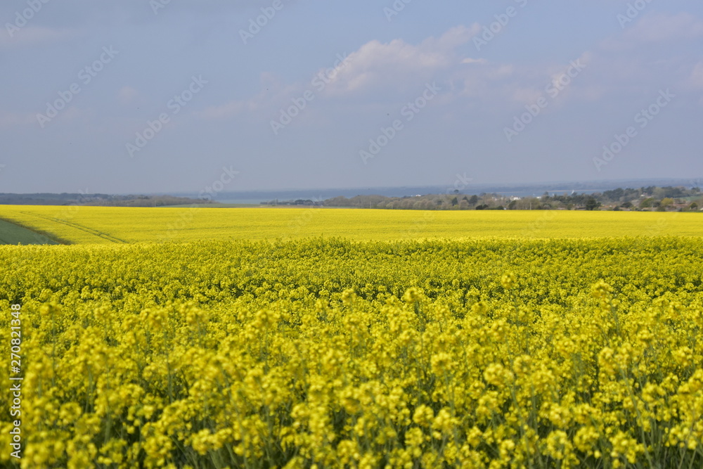 yellow field of oilseed rape