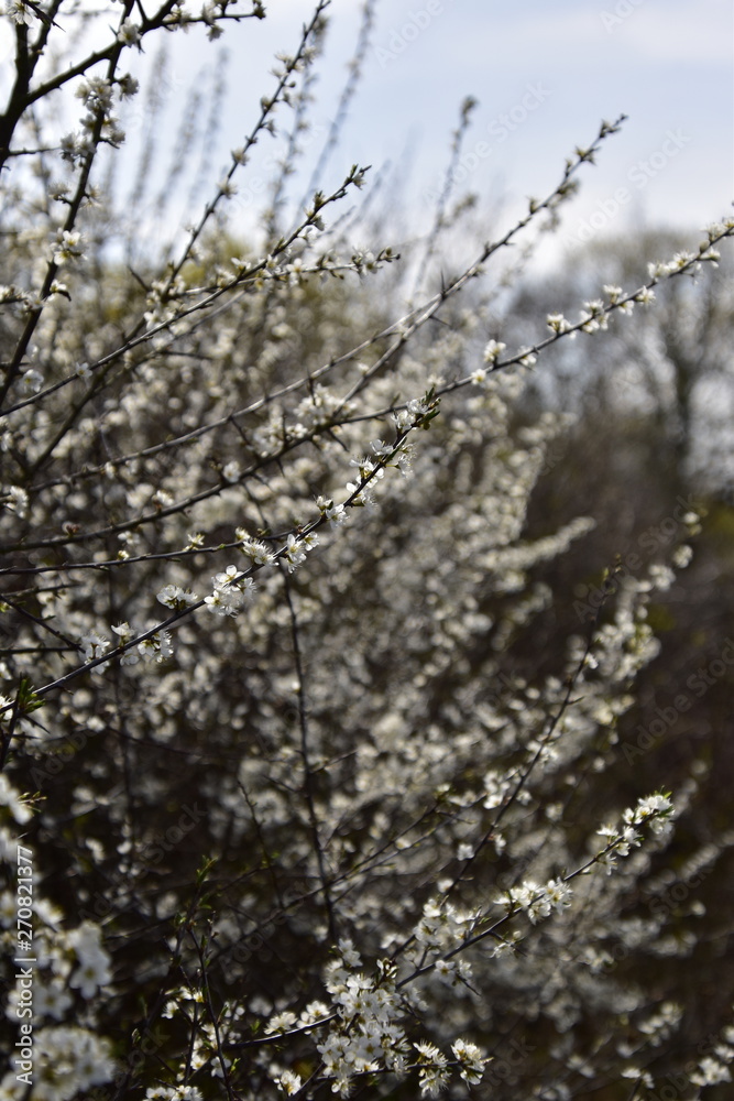 Obraz premium White blossom