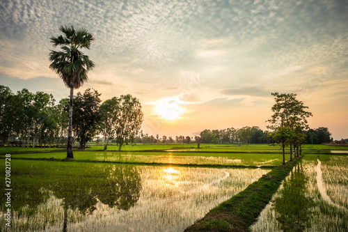 Rice Farm in Thailand