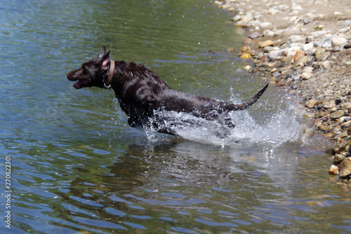 Labrador Retriever Jumping into Water