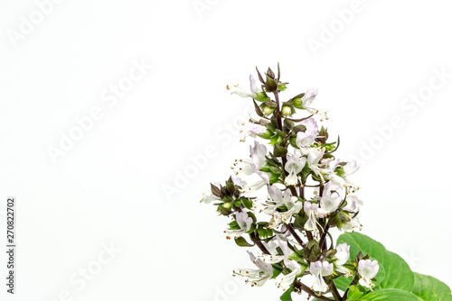 Close up Sweet Basil Flower on isolated white background.(Ocimum basilicum Linn:LABIATAE).