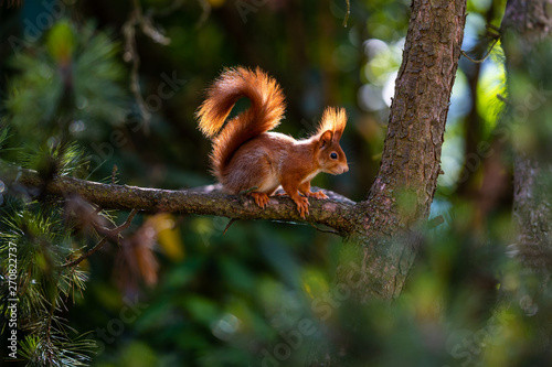 Eichhörnchen in der Nachmittagssonne