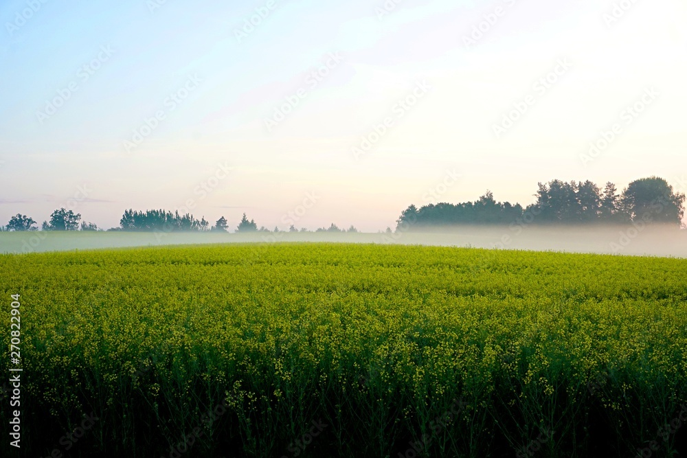 Obraz premium Yellow rape field early in the morning with trees in the fog, sunrise