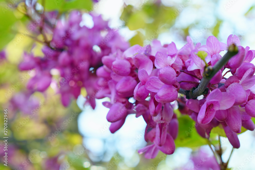 flowering plant branch with violet flowers, blurred background flowering plant branch with violet flowers, blurred background