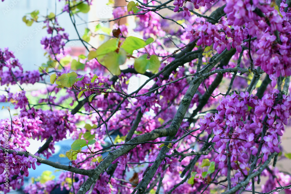 flowering tree branch with purple flowers, blurred background flowering tree branch with purple flowers, blurred background