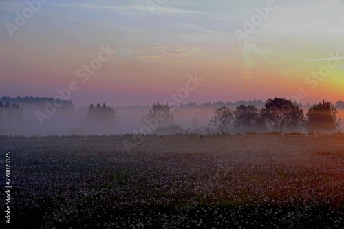 Meadow with dandelions early in the morning with trees in the fog  sunrise