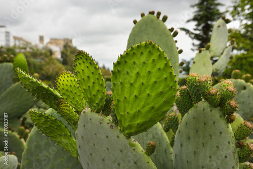 Close up of prickly pear cactus high on cliff of Arcos de la Frontera Spain