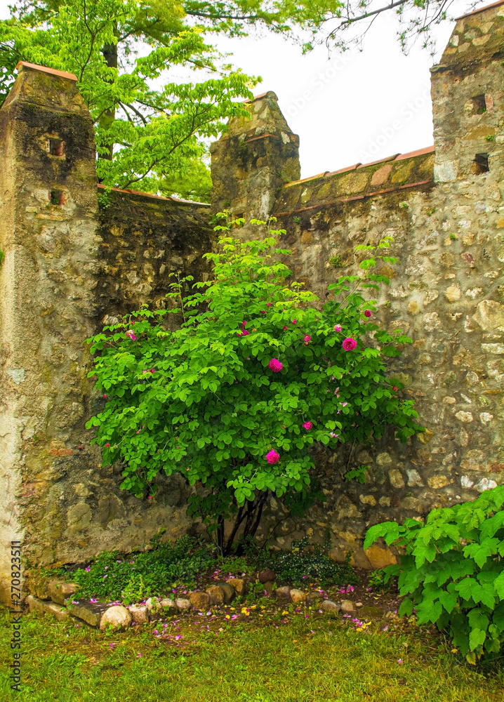 Pink roses growing against an historic stone wall in north east Italy