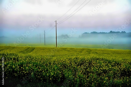 Yellow rape field early in the morning with electricity poles in the fog, sunrise