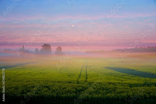 yellow rape field early in the morning with fog and moon in the sky, sunrise