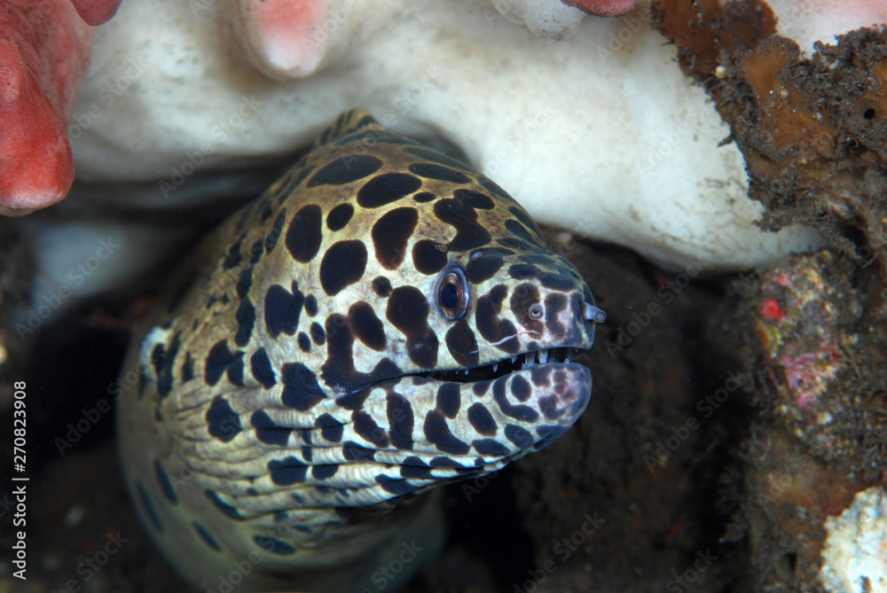 Underwater world underwater symbiosis Spotted Moray Eel