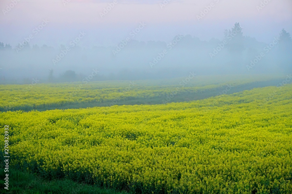 Yellow rape field early in the morning with trees in the fog, sunrise
