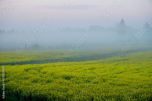 Yellow rape field early in the morning with trees in the fog, sunrise