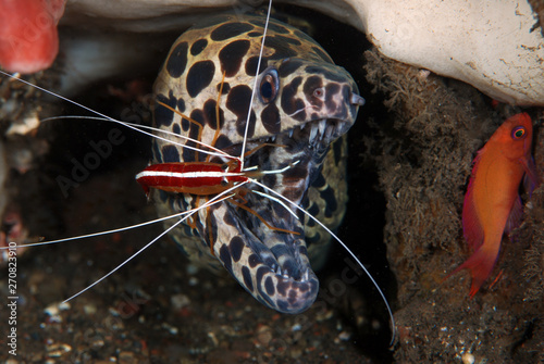 Photography Underwater world - underwater symbiosis - Spotted Moray Eel - Gymnothorax isingteena and White-striped cleaner shrimp - Lysmata amboinensis live together at the cleaning station