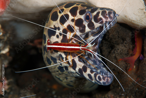 Underwater world - underwater symbiosis - Spotted Moray Eel - Gymnothorax isingteena and White-striped cleaner shrimp - Lysmata amboinensis live together at the cleaning station. Tulamben, Bali. photo