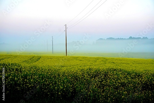 Yellow rape field early in the morning with electricity poles in the fog, sunrise