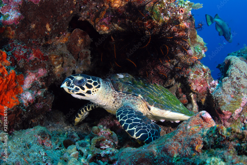 Obraz premium Hawksbill Turtle - Eretmochelys imbricata. Coral reefs. Diving and wide angle underwater photography. Tulamben, Bali, Indonesia.