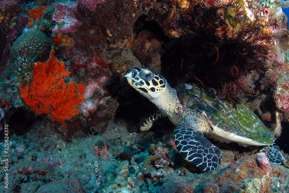 Hawksbill Turtle - Eretmochelys imbricata. Coral reefs. Diving and wide angle underwater photography. Tulamben, Bali, Indonesia. Hawksbill Turtle - Eretmochelys imbricata. Coral reefs. Diving and wide angle underwater photography. Tulamben, Bali, Indonesia.