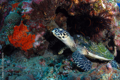 Hawksbill Turtle - Eretmochelys imbricata. Coral reefs. Diving and wide angle underwater photography. Tulamben  Bali  Indonesia.