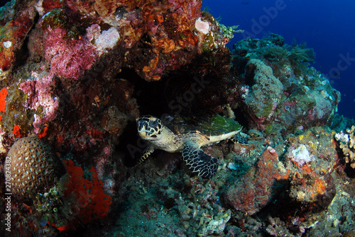 Hawksbill Turtle - Eretmochelys imbricata. Coral reefs. Diving and wide angle underwater photography. Tulamben, Bali, Indonesia.