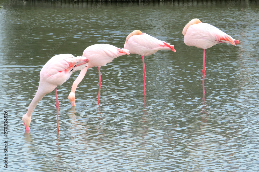 Four flamingos in a pond near Aigmont in the Camargue in France