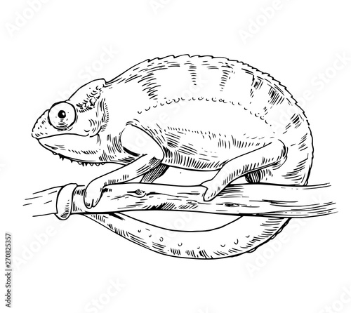 Sketch of chameleon. Hand drawn vector illustration.