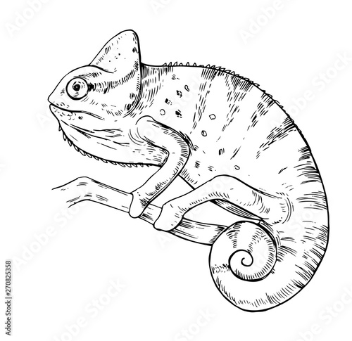 Sketch of chameleon. Hand drawn vector illustration.