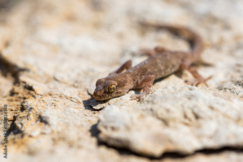 Close up cute small Even-fingered gecko genus Alsophylax on stone