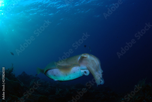Incredible Underwater World - Cuttlefish. Blue ocean. Tulamben  Bali  Indonesia.